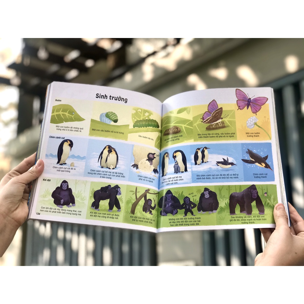 Sách - Bách khoa tri thức cho trẻ em - Usborne