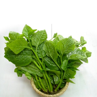 Hạt giống rau mồng tơi PD313