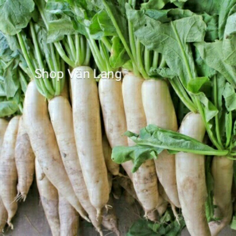 Củ cải trắng giòn ngọt mát lịm - túi 1 kg ship Hà Nội