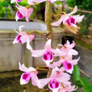Cơm bo 10 Cây giống Hoa Lan Phi Điệp tím - Hòa Bình