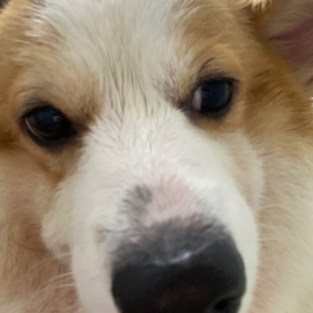 HOA Ỏ CHỢ LỚN Q6