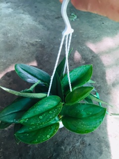 TRẦU BÀ NGỌC TRAI MINI