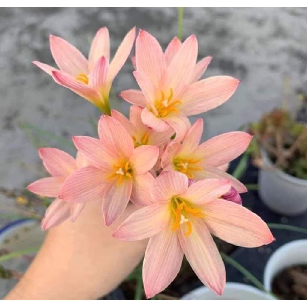 Củ hoa huệ mưa màu Hường (Cam nhạt), thơm nhẹ, hoa nhiều, đẻ nhanh_ Củ hoa tóc tiên ngoại