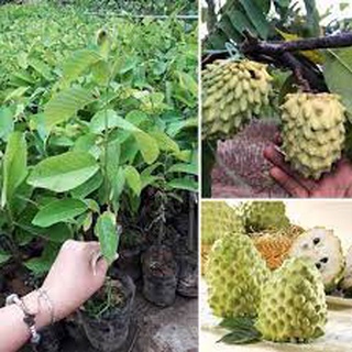 Cây giống na đài loan