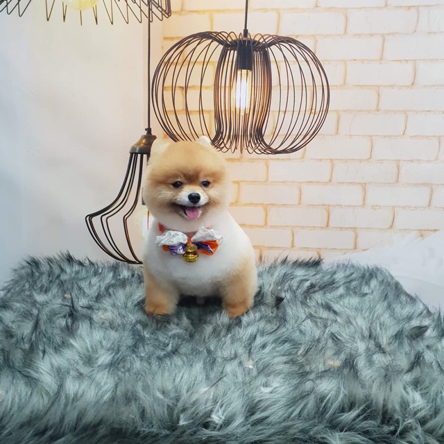 Phụ Kiện Thú Cưng Cao Cấp