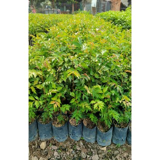 Combo 7 cây lát hoa