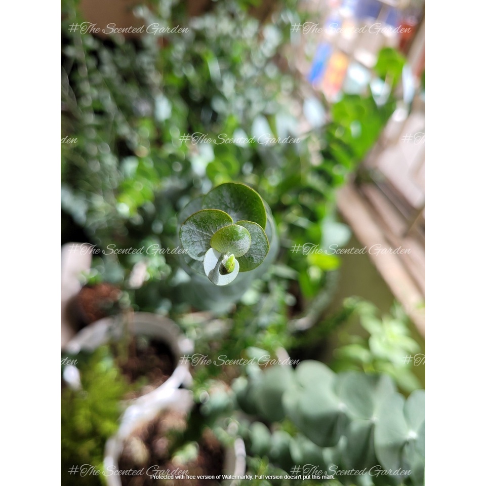Cây Khuynh Diệp Lá Bạc - Baby Blue Eucalyptus