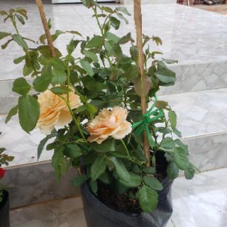 Hoa hồng bụi Masora