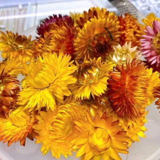 Hoa bất từ khô Đà Lạt dạng bông