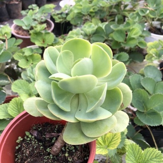 Sen bèo nhật gốc thụ