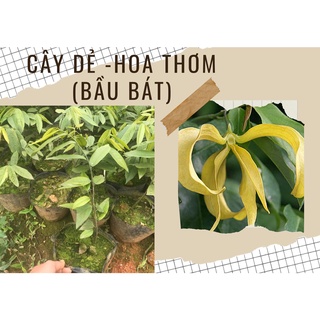 cây DẺ bầu bát giá siêu hời