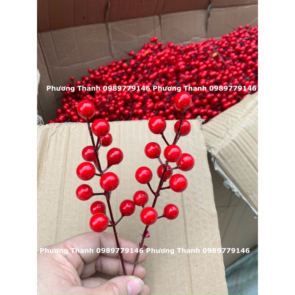 ĐÀO ĐÔNG ĐỎ, Chùm 12 quả to đẹp