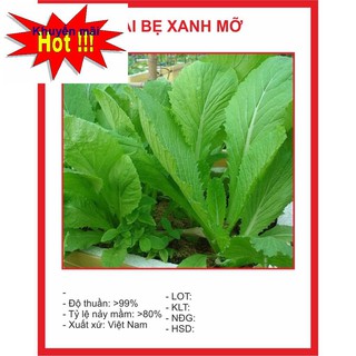 Hạt giống Cải Bẹ Xanh Mỡ 15gr ~4000 Hạt HOA RAU TRỒNG KỊP TẾT