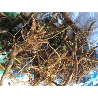 1kg rễ cây xấu hổ (trinh nữ đỏ)