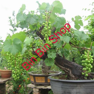 HẠT GIỐNG NHO PHÁP (10 HẠT )