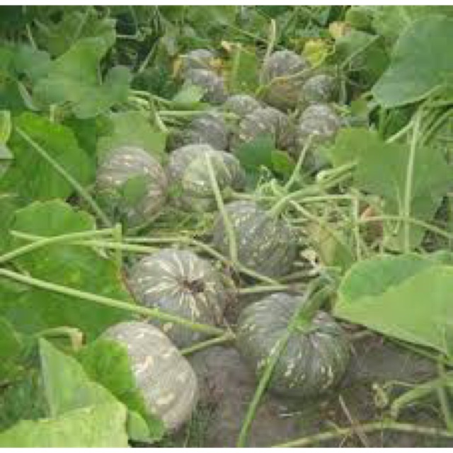 Hạt giống bí đỏ trái tròn lai F1- gói 20 hạt