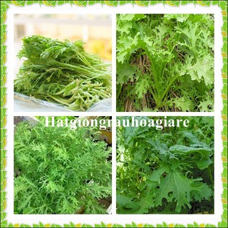 Hạt giống cải đuôi phụng