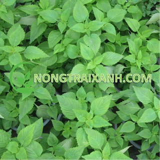 1gr - hạt giống rau kinh giới