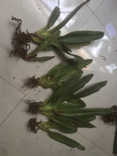 Hài râu xanh