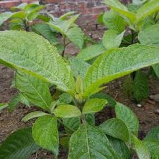 Cây giống chè khổng lồ