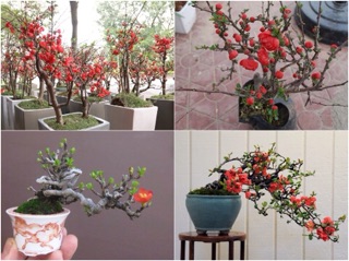 Hạt giống hoa Mai đỏ