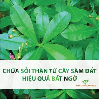 cây sâm đất con