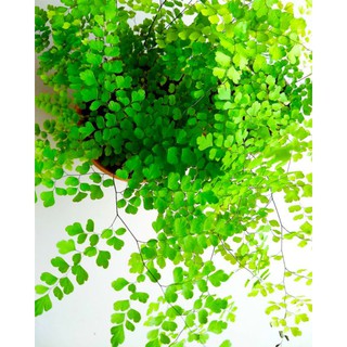 Cây tóc thần vệ nữ lá nhỏ