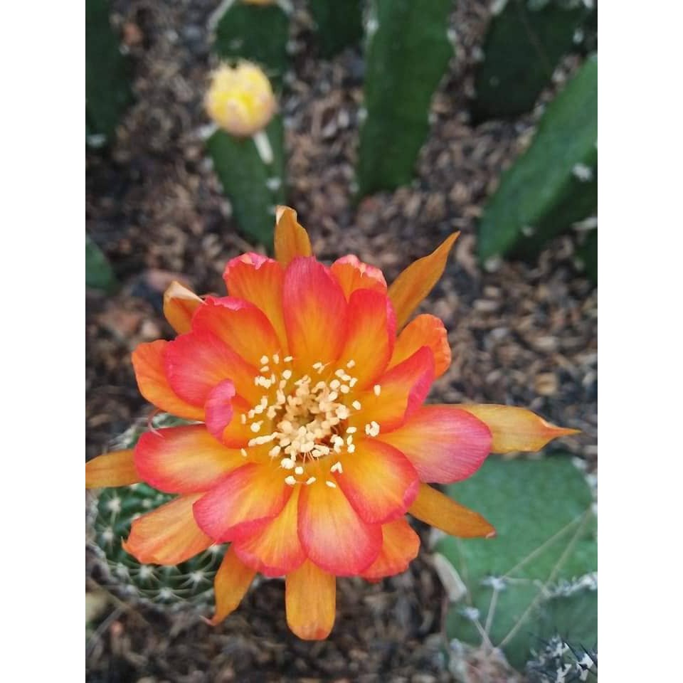 Combo xương rồng boli 5củ 88k