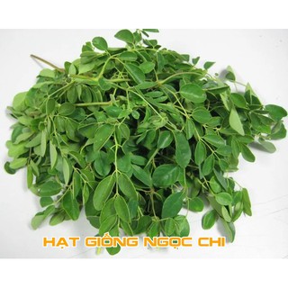 Hạt Giống Cây Chùm Ngây - 10 Hạt