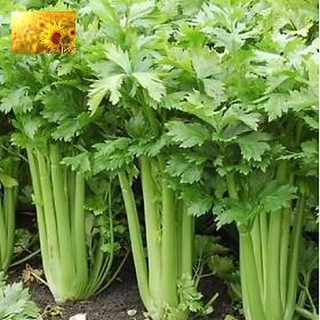 Hạt Giống Cần Tây Mỹ (3000 Hạt) - Dinh Dưỡng, Năng Suất Cao - MUA 3 TẶNG 1 CÙNG LOẠI