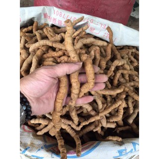 Ba kích tím Quảng Ninh
