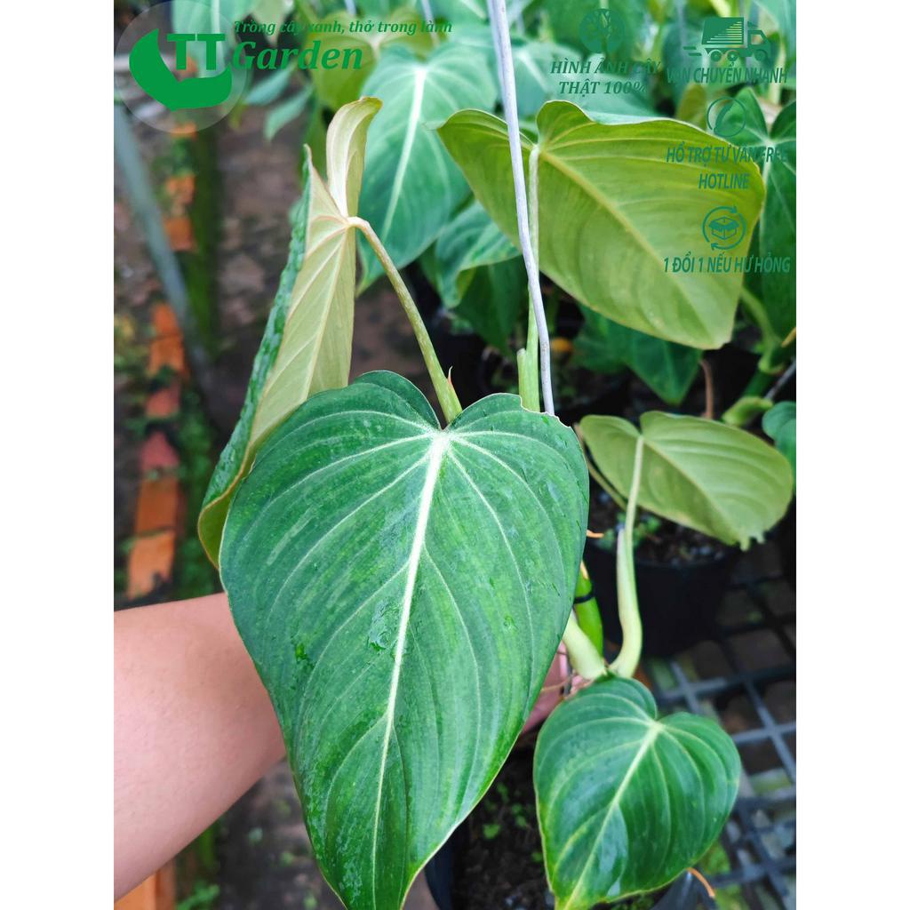 Philodendron Glorisosum cây giống đẹp, trồng trong nhà, trồng ngoài trời, trồng sân vườn, decor trang trí sân vườn