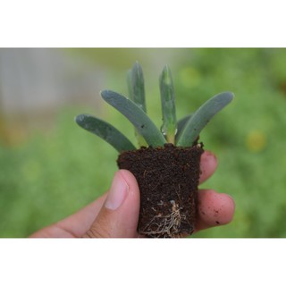 Sen đá tim lá dài mini 2-4cm