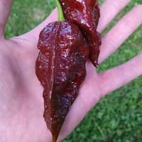 Hạt giống Ớt Socola Bhut Jolokia Choco Socola Ghost Pepper Seeds - NHẬP KHẨU 15h