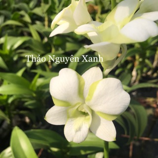 Hoa Lan Dendro Màu Đoremon