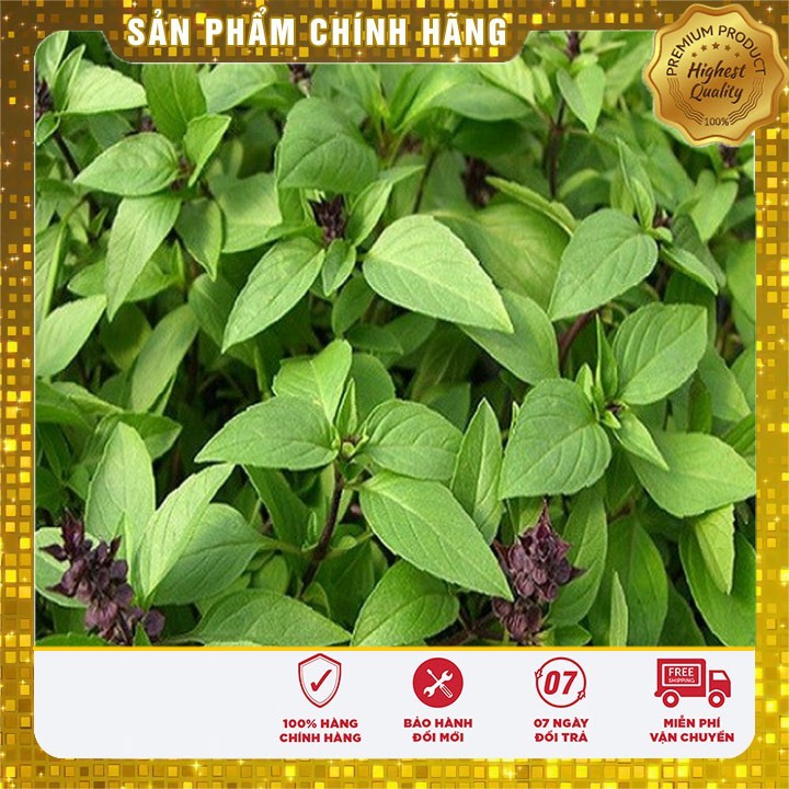 Hạt giống rau húng quế hat giống rau thơm quế- 2 gr