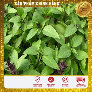 Hạt giống rau húng quế hat giống rau thơm quế- 2 gr
