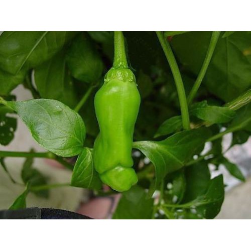 Hạt Giống Ớt Peter - 5 Hạt / Gói