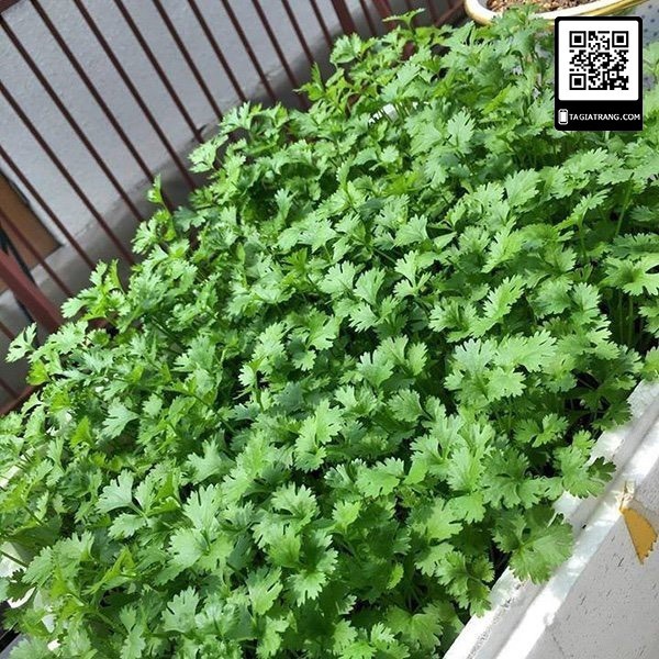 Hạt giống rau mùi ( ngò rí ) dễ trồng kháng sâu bệnh năng xuất cao [ gói 100gram ,200gram,500gram]