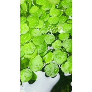 Bèo Nhật Thuỷ Sinh