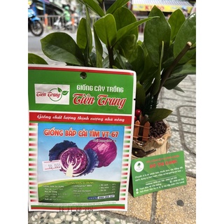 Hạt giống Bắp Cải Tím chịu nhiệt gói 1gr