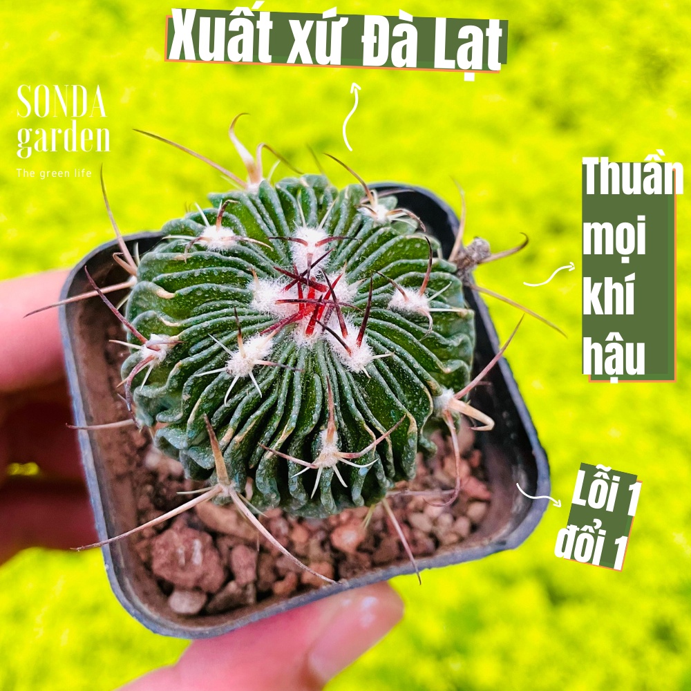 Xương rồng trúc ngọc SONDA GARDEN size bé 4cm, cây cảnh trang trí nhà cửa, lỗi 1 đổi 1