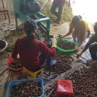 Macca sấy đăk lăk 500g