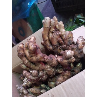 Củ gừng tươi 1kg.