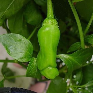 Hạt Giống Ớt Perter, Ớt Kiểng Siêu Cay (1 gói 5 hạt)