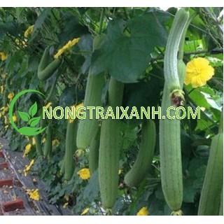 30H - HẠT GIỐNG MƯỚP HƯƠNG