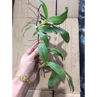 Hoa Lan Đơn Hành Sỉ 5k ( set 5 khóm )