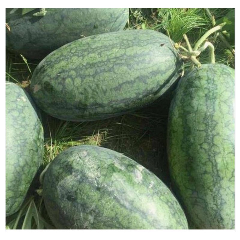 Hạt giống dưa hấu Hắc mỹ nhân lai F1 Quả dài gói 150 hạt