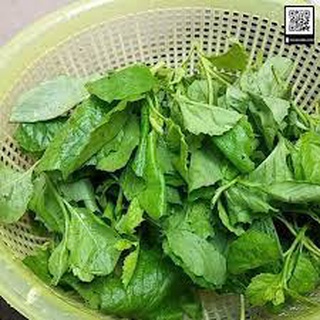 100 Hạt giống rau cải trời (cải hoang)