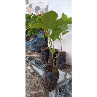 Cây Giống Chuẩn Cây Vả Mật